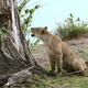 Image for article titled Harrowing Photos Capture Tense Encounter Between Baby Baboon And Lion